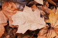 Withered brown red oak leaf with raindrops on the ground Royalty Free Stock Photo