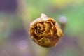 a brown dying rose bud is growing in a forest environment Royalty Free Stock Photo