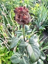 Withered bud of a red rose Royalty Free Stock Photo