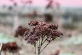 Withered bunch of flower in the autumn