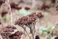 Withered bunch of flower in the autumn