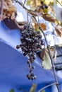 Withered bunch grapes Royalty Free Stock Photo