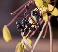 Withered bunch of grapes in a sun