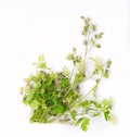 Withered bunch of parsley, coriander, isolated. Faded herbal leaves on a white background.