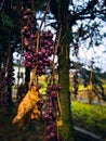 A withered bunch of red grapes in the backyard garden