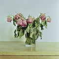 Withered bunch of roses. Shot on mediumformat film