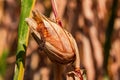 Withered corn cob after drought in climate crisis, Germany Royalty Free Stock Photo