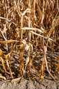 Withered corn plants, aridity in Germany