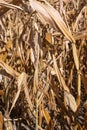 Withered corn plants, aridity in Germany