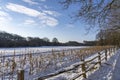 The withered corn plants and the pasture behind in the De Horsten park in Wassenaar are covered with a layer of snow Royalty Free Stock Photo