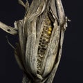 Withered corncob with leaves on black background Royalty Free Stock Photo