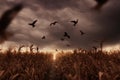 Withered cornfield with flying birds in the apocalyptic mood