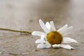 Withered Daisy Royalty Free Stock Photo