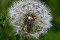 A withered dandelion in a meadow