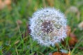 Withered dandelions on a meadow in autumn Royalty Free Stock Photo