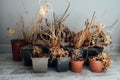 withered dead house flowers in pots without water