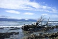 Withered dead wood on seashore