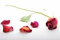 Withered and discolored red rose with rose petals Royalty Free Stock Photo