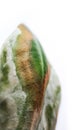 Withered and diseased leaf of a plant. Sick green exotic plant lychee On a white