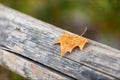 Withered and dried brown tree leaf resting on top of a piece of old wood. Royalty Free Stock Photo