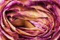 Withered and dried pink and yellow rose petals Royalty Free Stock Photo