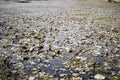 Withered and drying lotus plants