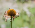 Withered and dying cone flower