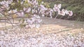 The withered fallen petal of a pink flower lying on the  ground  and cover the surface of water ÃÂ· Pink fallen cherry blossom Royalty Free Stock Photo