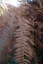 Withered fern leaves in nature Royalty Free Stock Photo