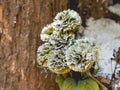 A withered flower against a wooden background Royalty Free Stock Photo