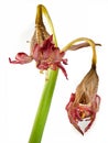 Withered flower amaryllis. White isolated.