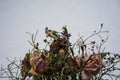 Withered flower bouquet with dry roses Royalty Free Stock Photo