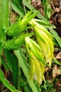 Withered flower of dragon fruit close-up Royalty Free Stock Photo