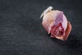 Withered flower dwarf room rose pink color on a stone background, close-up