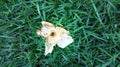 A withered flower falls on the green grass