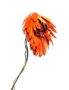 Withered flower of Gerbera genus of plants in the Asteraceae or daisy family. Dried flower and leaves. Sadness, emotions.