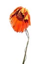 Withered flower of Gerbera genus of plants in the Asteraceae or daisy family. Dried flower and leaves. Sadness, emotions.
