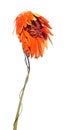 Withered flower of Gerbera genus of plants in the Asteraceae or daisy family. Dried flower and leaves. Sadness, emotions. Close-