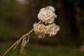 Withered flower head of Ragwort Royalty Free Stock Photo