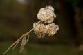 Withered flower head of Ragwort