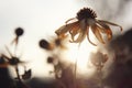 Withered flower iluminated with sunlight. Autumn mood.