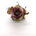 Withered flower