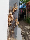withered flowers due to scarcity.