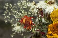 Withered flowers in a glass vase. Beautiful flower Royalty Free Stock Photo