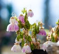 Withered flowers