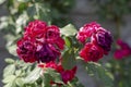 Withered flowers of tea rose or scented rose in the sun Royalty Free Stock Photo