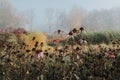 Withered flowers in the fog in September