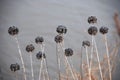 Withered flowers in winter Royalty Free Stock Photo