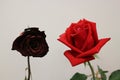 Withered and fresh red rose flower over white background, selective focus. Fade color and mock up.