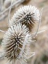 Withered frosty common teasel in winter Royalty Free Stock Photo